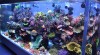 Aquarium Herastrau – Reef Aquarium