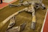 Scheletul aproape intact al unui mastodont, expus la Dino Parc