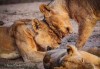 Pe urmele tatălui! Fiul lui Steve Irwin este un fotograf premiat iar imaginile sale cu animale sălbatice fac înconjurul lumii
