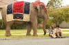 „Prinţesa elefanţilor” revine pe Megamax cu noi aventuri