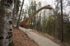 Cel mai mare dinozaur descoperit până acum în lume, Seismosaurus, reprodus în România