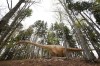 Cel mai mare dinozaur descoperit până acum în lume, Seismosaurus, reprodus în România