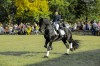 Spectacol ecvestru de top pentru 12.000 de spectatori la Karpatia Horse Show