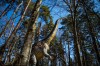 Cel mai înalt dinozaur, la Dino Parc Râșnov